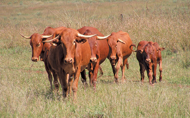 Environmental benefits of Afrikaner cow productivity