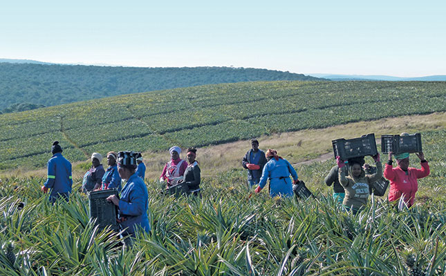 Eastern Cape empowerment project’s R1,5m pineapple crop