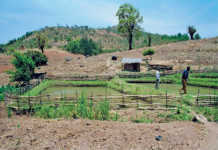 community-fish-farm