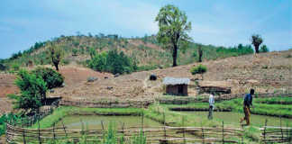 community-fish-farm