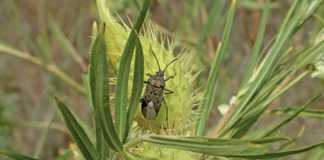 crop-pest-milkweed-bug