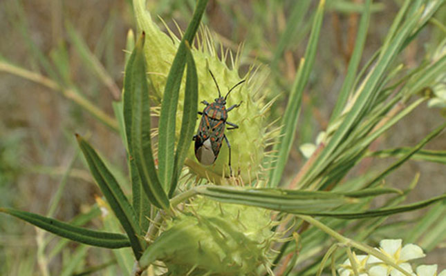 Biological pest control basics