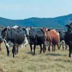 dohne-nguni-cattle-stud