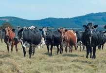 dohne-nguni-cattle-stud