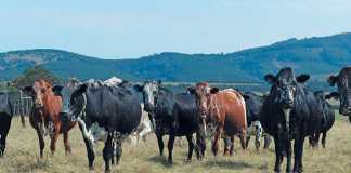dohne-nguni-cattle-stud