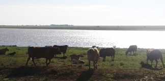 grazing management after the rains