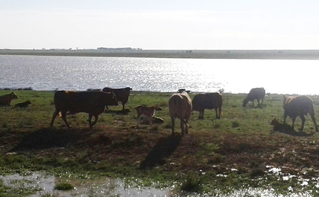 Sound grazing management crucial after the first rains