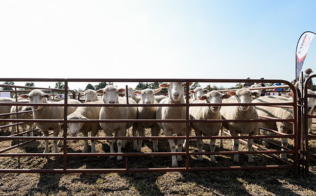 Dormer sheep: for the greatest return on your investment