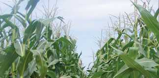 maize-supply