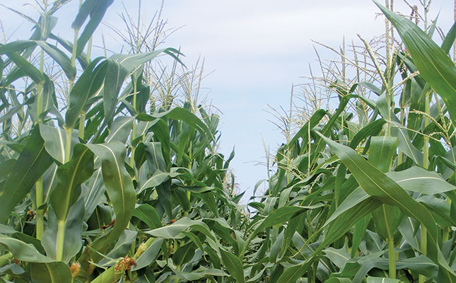 Latest maize supply and demand estimates for 2016/2017 Latest maize supply and demand estimates for 2016/2017