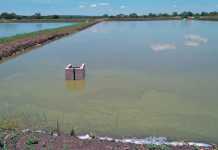 Pond farming will produce the steady high-volume production required.