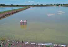 Pond farming will produce the steady high-volume production required.
