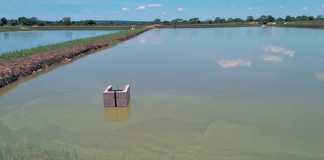 Pond farming will produce the steady high-volume production required.