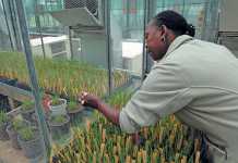 russian-wheat-aphid