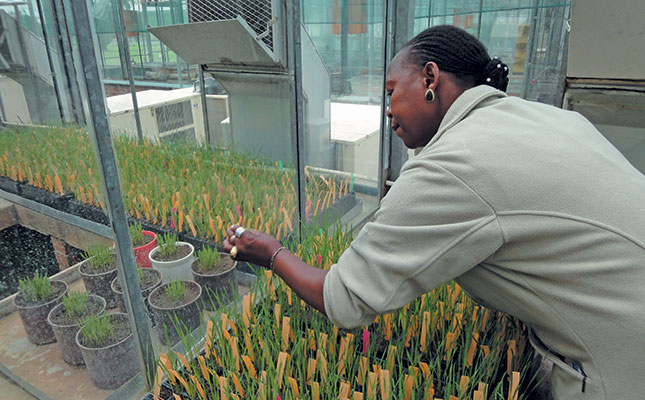 SA scientists lend a hand to control Australian wheat pest