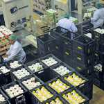 yoghurt-and-juice-being-crated-darling-creamery