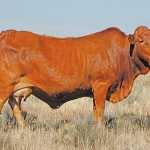 afrikaner-cow