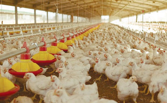 Astral’s profits decline due to poultry imports, drought