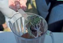 boiling-up-a-few-herbs-and-using-the-strained-tea-as-a-fly-spray