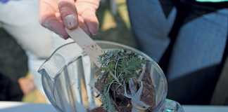 boiling-up-a-few-herbs-and-using-the-strained-tea-as-a-fly-spray