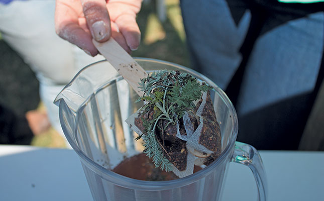 Grow these plants to help get rid of summer bugs Grow these plants to help get rid of summer bugs