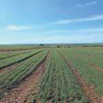 Vegetable crops improve wheat yield
