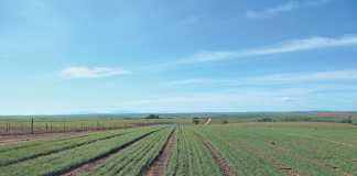 Vegetable crops improve wheat yield