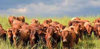 stock theft on the increase during festive season