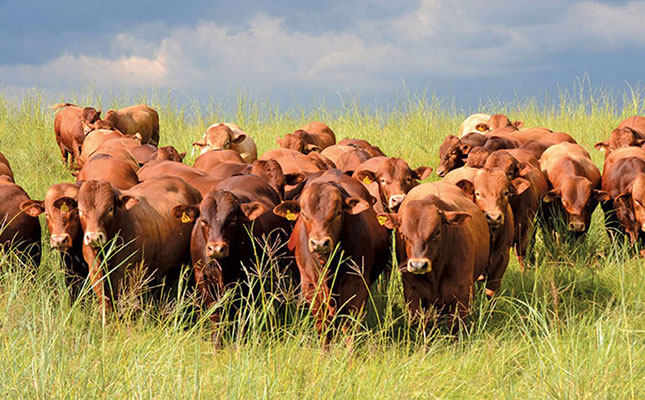 stock theft on the increase during festive season