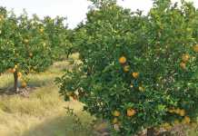 citrus-trees