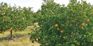 citrus-trees