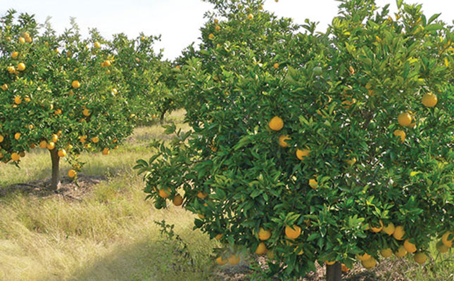 Agriculture offers great opportunities for Africa Agriculture offers great opportunities for Africa