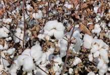 cotton-production