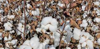 cotton-production