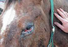 eye-infection