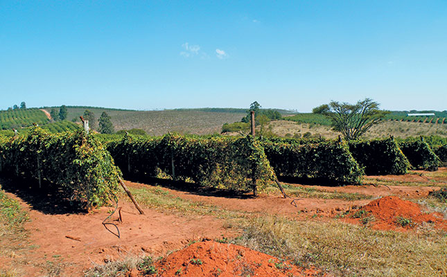 Granadillas – a cash crop that requires commitment Granadillas – a cash crop that requires commitment