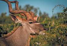 grassy-savannas-antelope