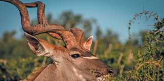 grassy-savannas-antelope