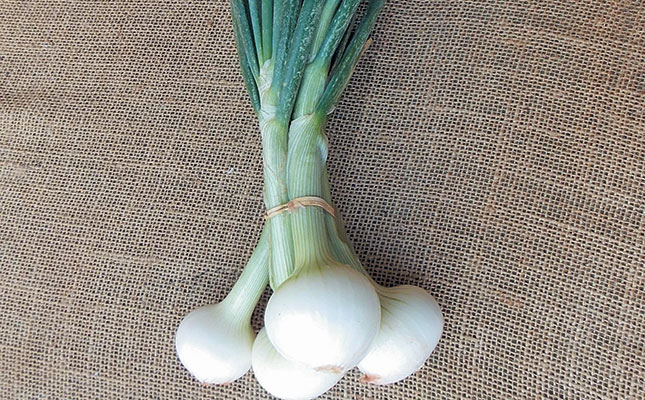 Marketing options for small-scale onion growers