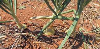 how-to-fertilise-onions
