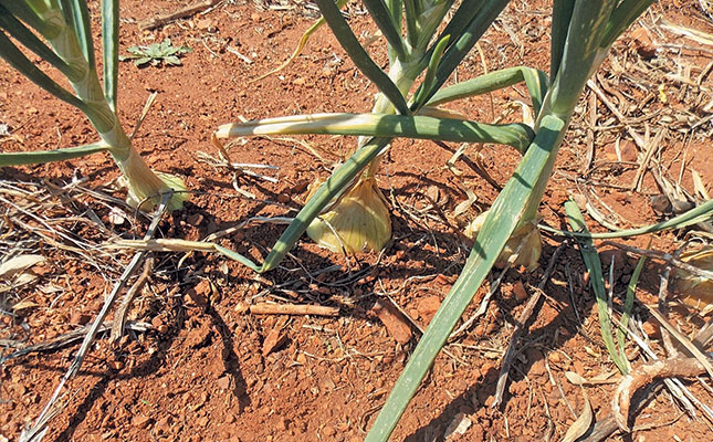 How to correctly fertilise onions How to correctly fertilise onions