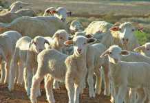dosing lambs