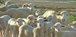 dosing lambs