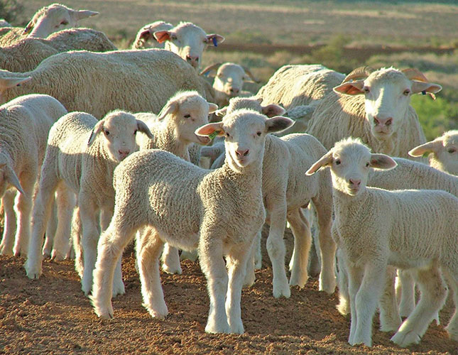 Follow these guidelines when dosing lambs