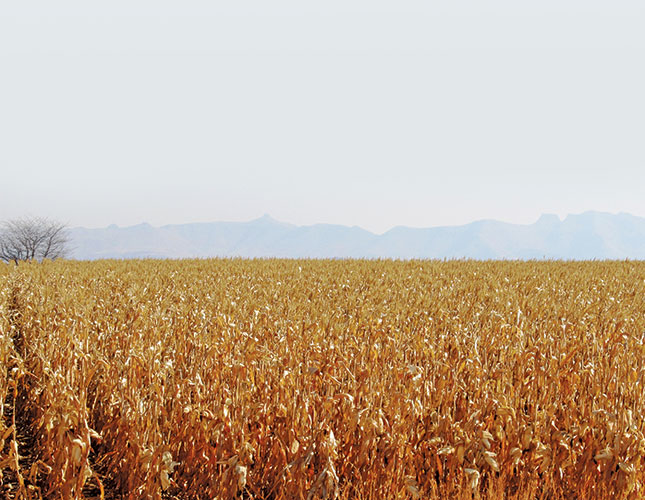 Zambia maintains ban on maize exports Zambia maintains ban on maize exports