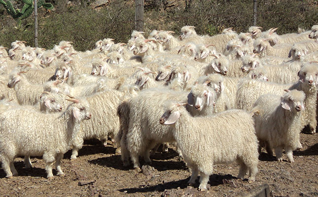 Mohair demand subdued at season’s second last sale Mohair demand subdued at season’s second last sale