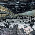 mushroom-production