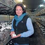 mushroom-production-wilmare-lotz