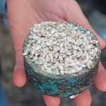 mushroom-production-spawn
