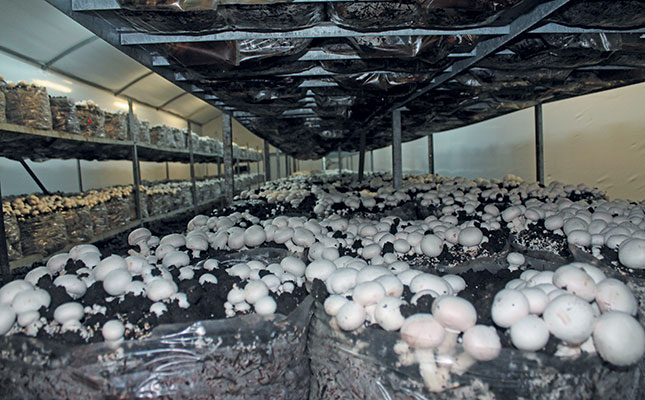 Mushroom production tips from a Boland farmer